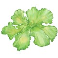 Bio -Lebensmittelqualität Ulva Lactuca -Seetang -Extraktpulver