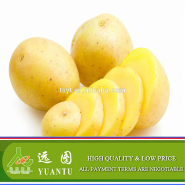 China Holland Potato Exporter and Manufacturer