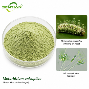 Metarhizium anisopliae مورد المبيدات الحشرية البيولوجية