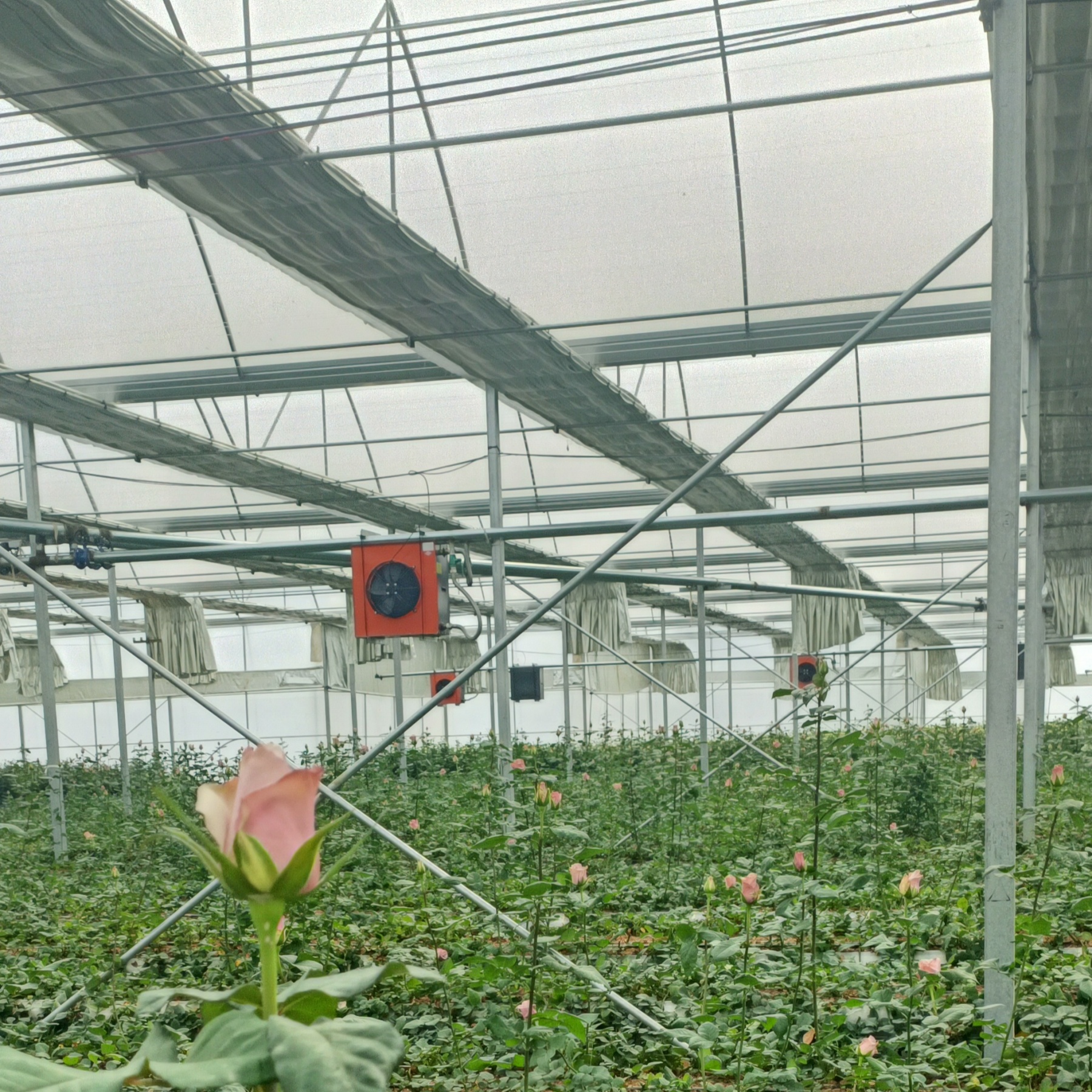 rose greenhouse film
