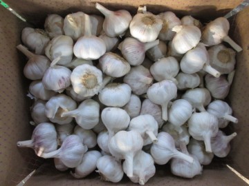 2020 Good Fresh Normal White Garlic