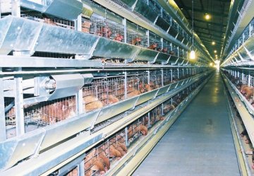 Battery Chicken Breeding Chicken Cage (JF-CDS-GMHY01)