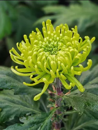 Green Anna Firework chrysanthemum