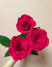 Floyd Rose Single-Headed Roses for Floral Arrangements