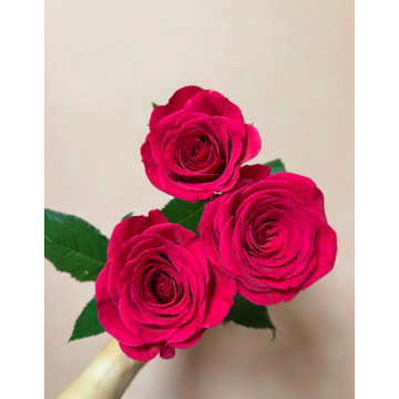 ফুলের ব্যবস্থার জন্য ফ্লয়েড রোজ একক মাথাযুক্ত গোলাপ