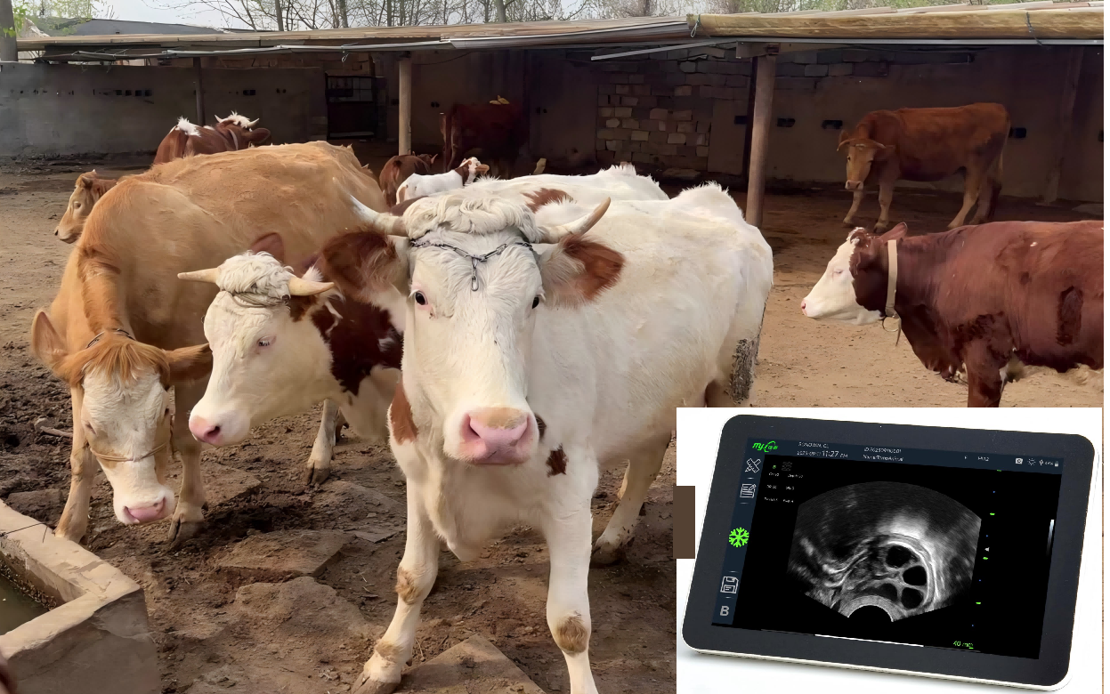 ultrasound machine for cattle for sale