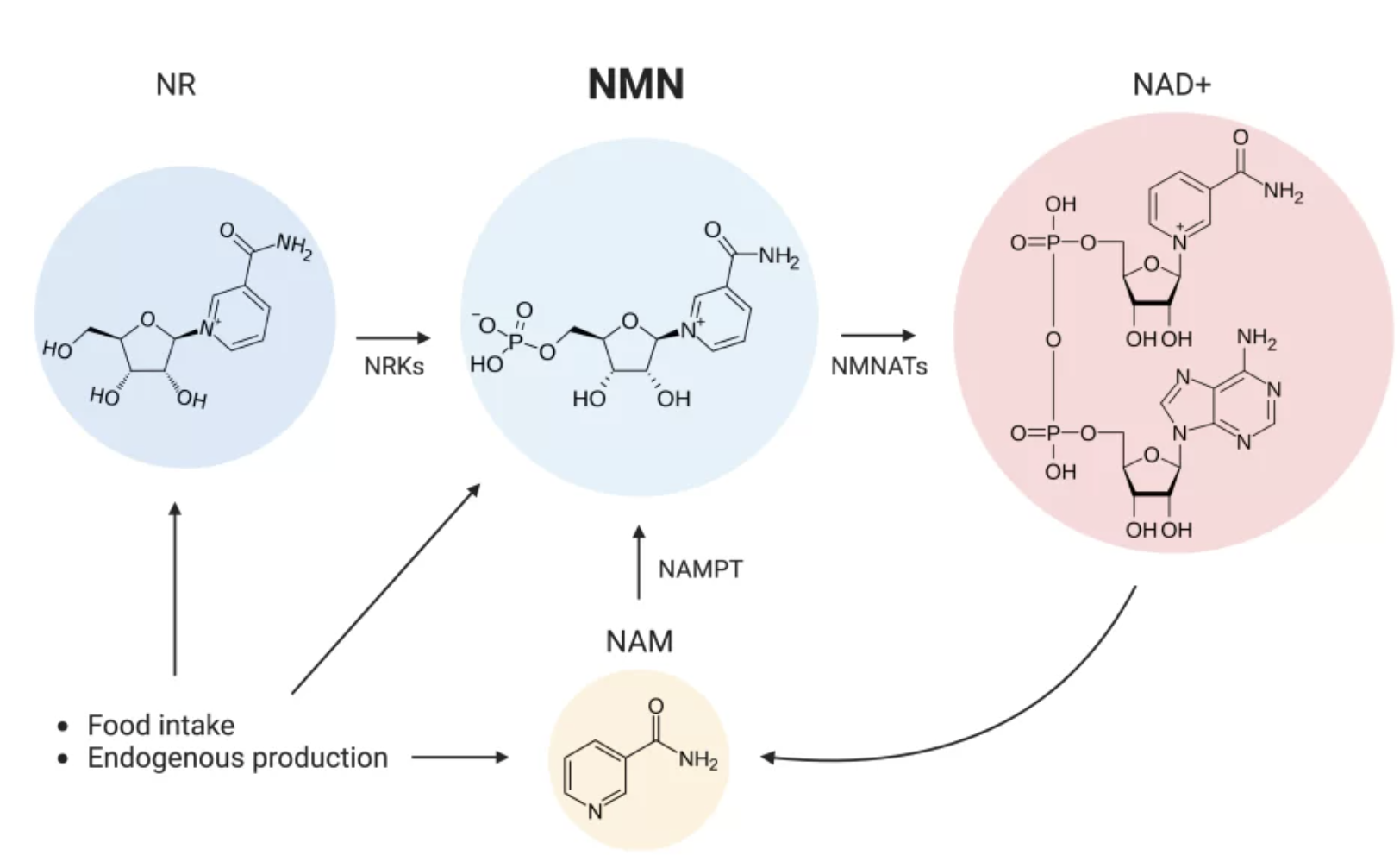 Nicotinamide Mononucleotide Supplier