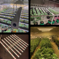 600 livraison gratuite Growing Growers Choice