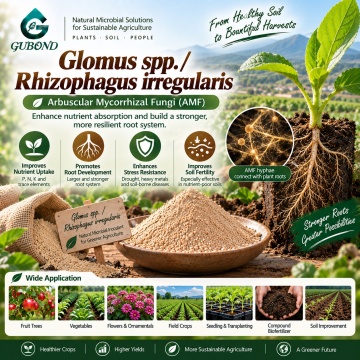 ريزوفاغوس غير النظامية و Glomus spp. ملقحات الميكوريزا لإدارة الجذور والتربة