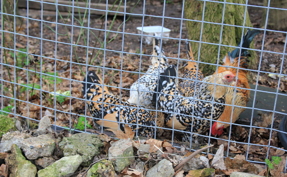 Welded Wire Chicken Cage