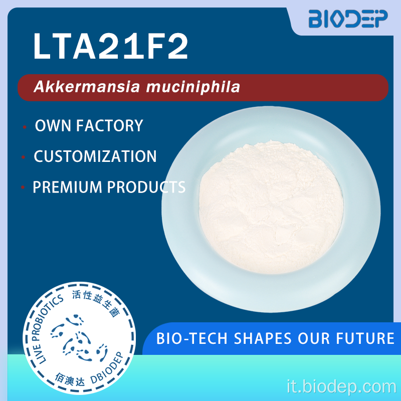 Polvere postbiotica di Akkermansia massiliensis ad elevata purezza (100 miliardi-800 miliardi di AFU/g)