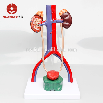 HML-BD-028 Ningbo Huamao 3D Plastic PVC Urinary system model Urinary system anatomy model Urinary system anatomical model