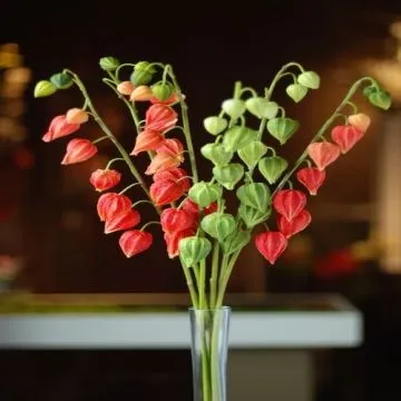 Cope Gooseberry PU Flower, Soft, Elastic and Anti-pollution