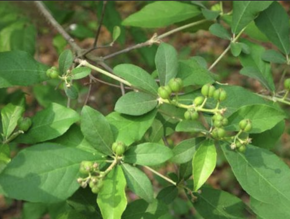 Herbal Extract Croton Tiglium