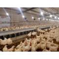 Automatic poultry egg box