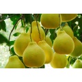 Fresh Good Qulality Pomelo