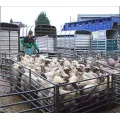 가축 젖소 가축 울타리 패널에 호주 농장