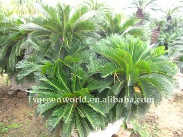cycad group shape