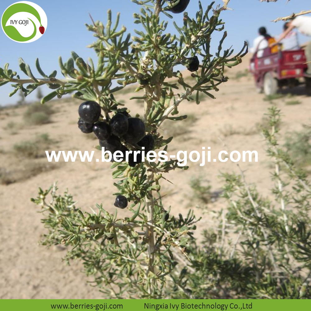 Black Dried Wolfberry