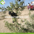 Factory Hot Sale Fruit Black Dried Wolfberry