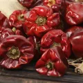 Vente directe des poivrons à chili séché 100% naturels