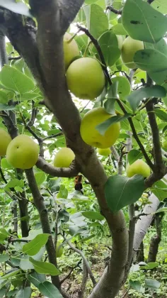 Origin Direct Export Fresh Pears lj