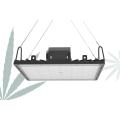 LED Grow Light Bước sóng 660nm cho cây gai dầu