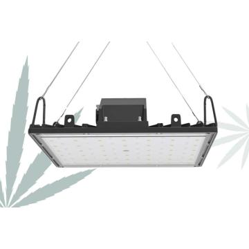 Lâmpadas LED de 660 nm para estágio de floração