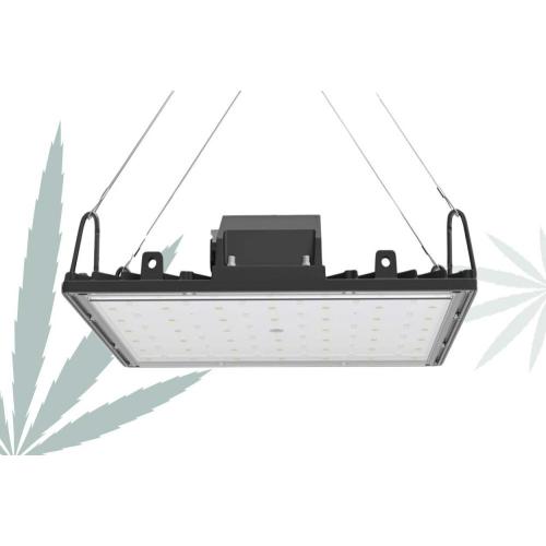 LED Grow Light 660nm de longitud de onda para cáñamo