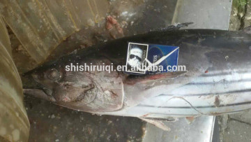 Skipjack Tuna Whole Round Land Frozen Size 1,8kg-up