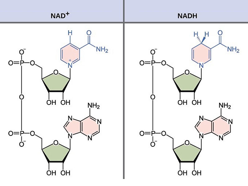 NAD-2