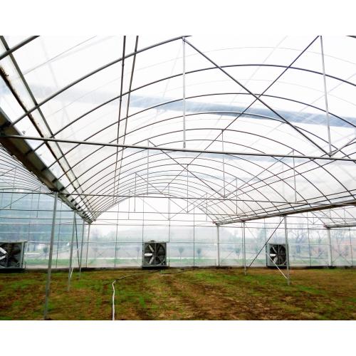 Multi Span Film Connected Greenhouse