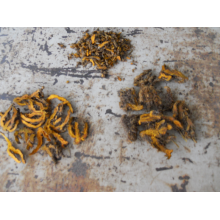 Huang lian shizhu coptis anti inflammatory herbs