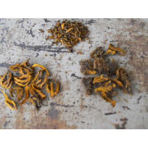 Huang lian shizhu coptis anti radang herbal