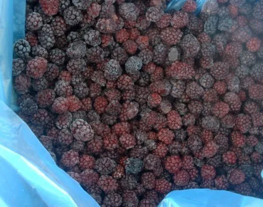 Frozen Blackberry