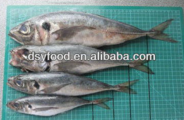 Frozen Horse Mackerel Whole