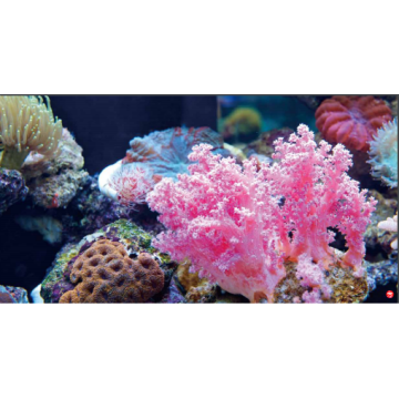 Marine LED-Lichtkoralle SPS LPS Aquarium