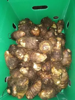 Fresh Taro in Anqiu Weifang