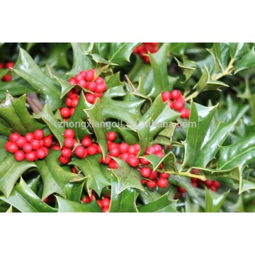 Label Pribadi Minyak Wintergreen Natural OEM ODM