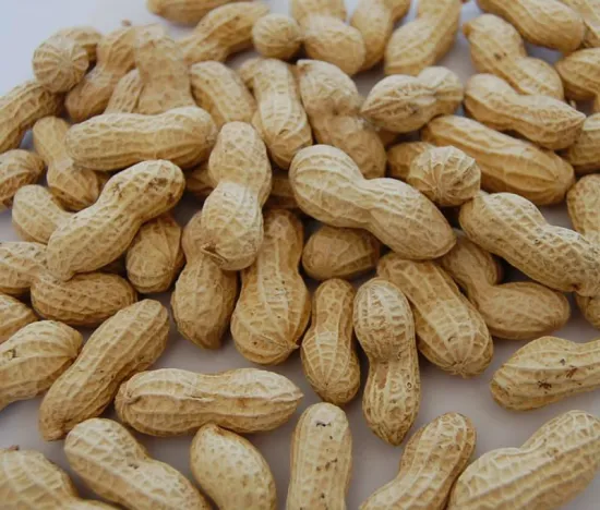 peanuts in shell 11/13