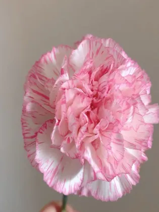 Happy hour single-headed carnation