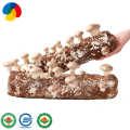 2020 GAP-certifierad shiitake-svamp spawn