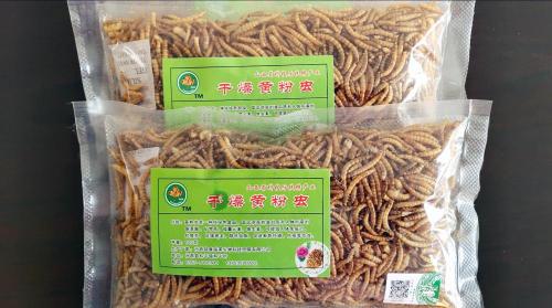 Best Bullfrog Food Mealworms, High Quality Best Bullfrog Food Mealworms ...