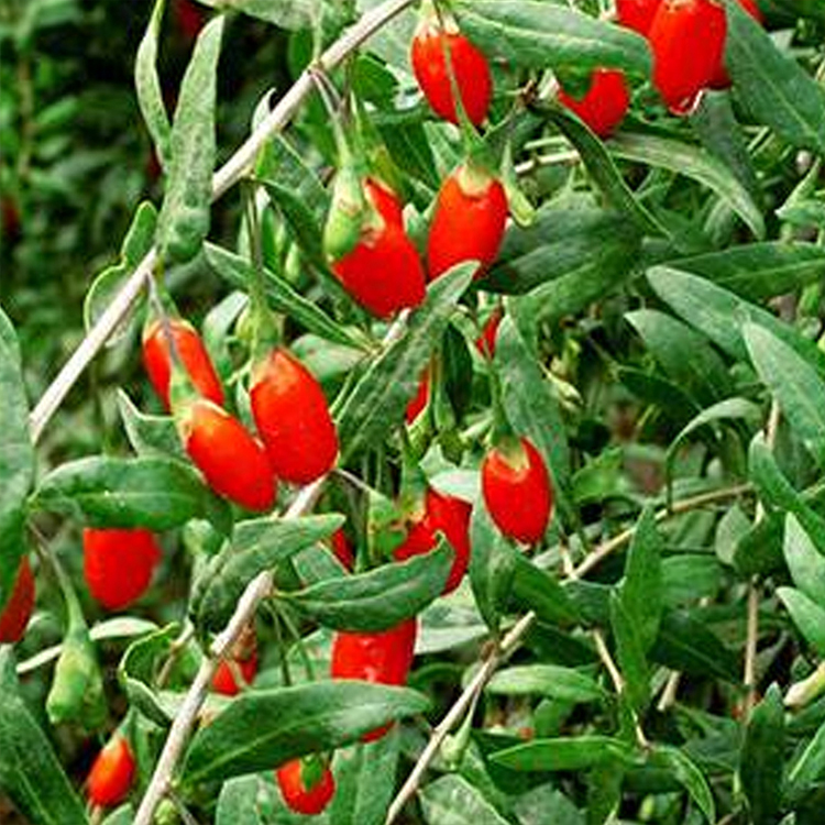 Organic Red Goji Berry 220 Specifications