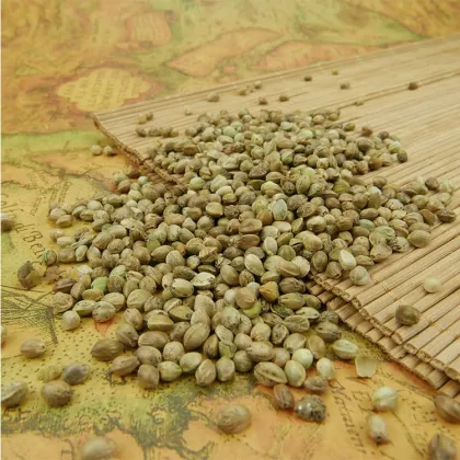 Hemp Seeds oil seeds