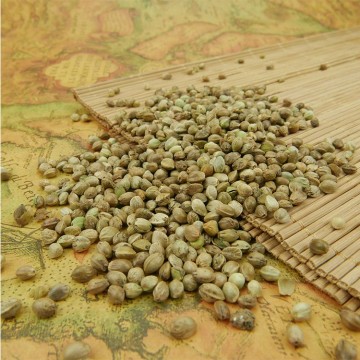 Human Hemp Seeds with competitive price