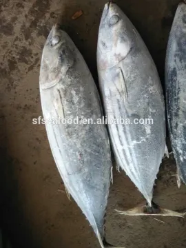 seafood fish of skipjack tuna frozen