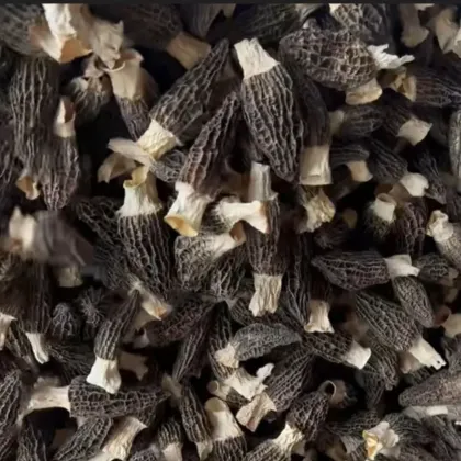 Fresh Harvest Morel Mushrooms Natural