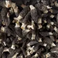 Birinci sınıf kuzugöbeği Yunnan uzmanlığı