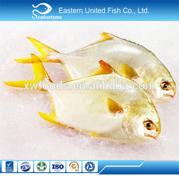 alibaba gold supplier new arrival pomfret 300-400g 400-600g